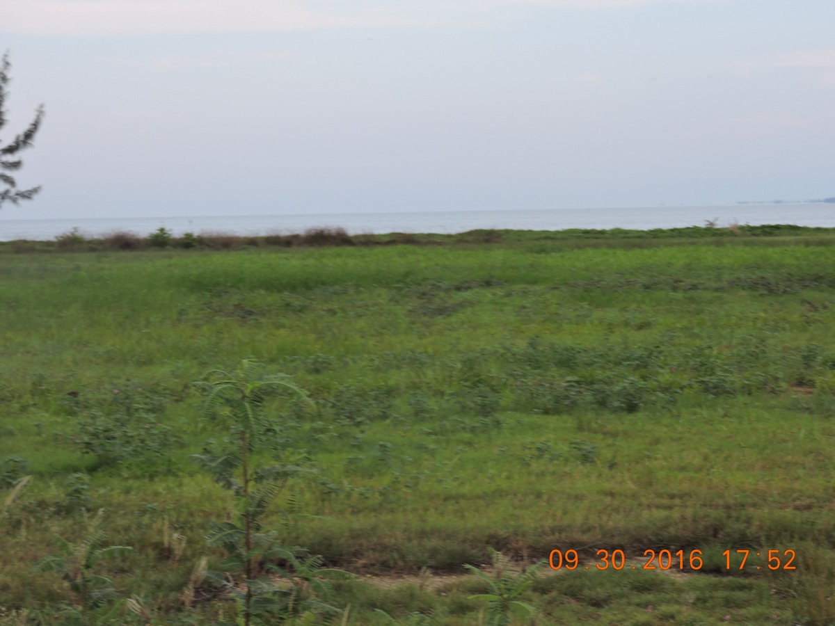 Lovely Greenery beach front 