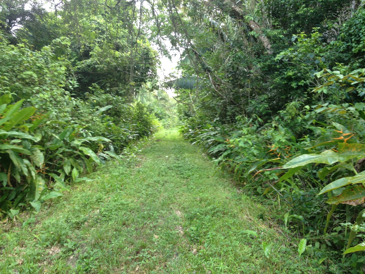 34 Acre Farm Land for Sale in Scotland Halfmoon Belize