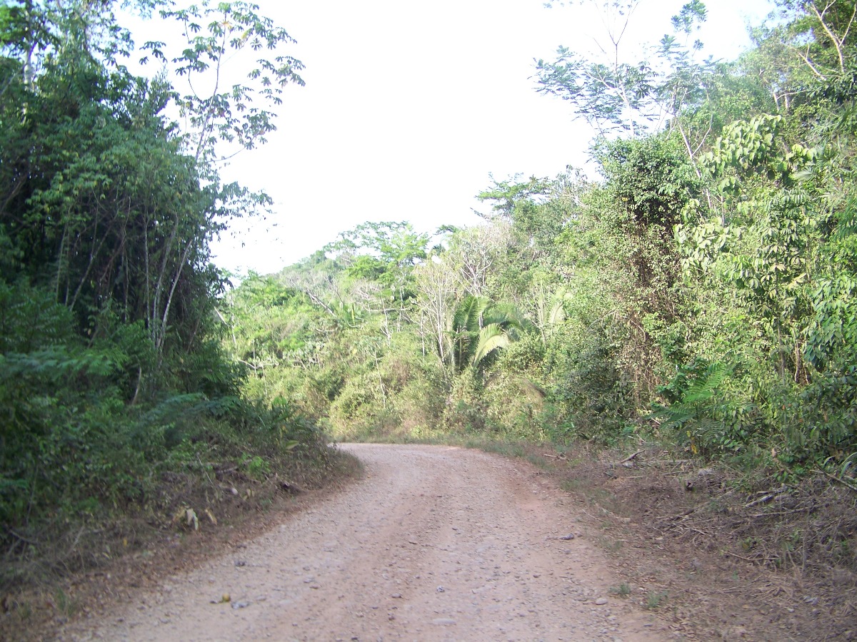 Pristine Jungle Land for Sale in Cayo