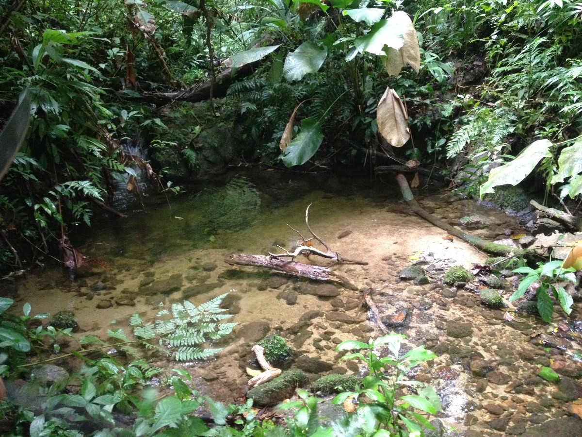 Pristine Virgin 38.8 Acres with Creek and a Hill