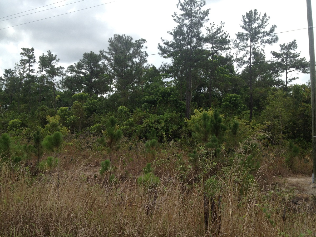 106 Acres along the Southern Highway