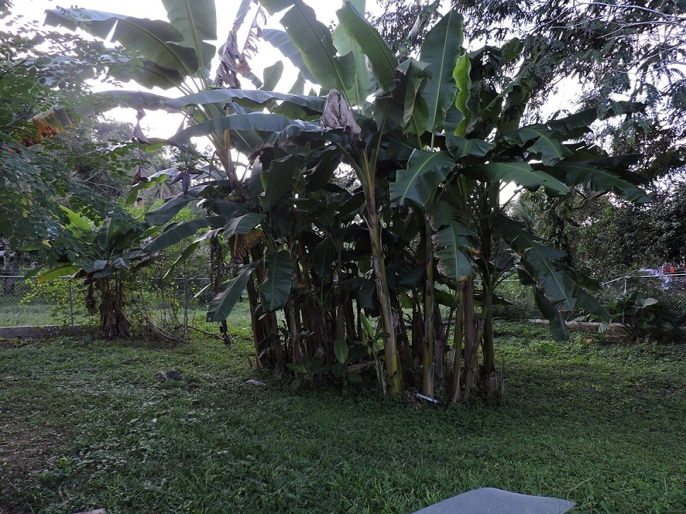 Banana Tree