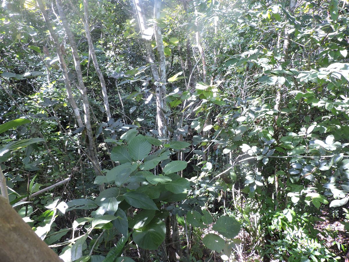 Plants and Trees on Property