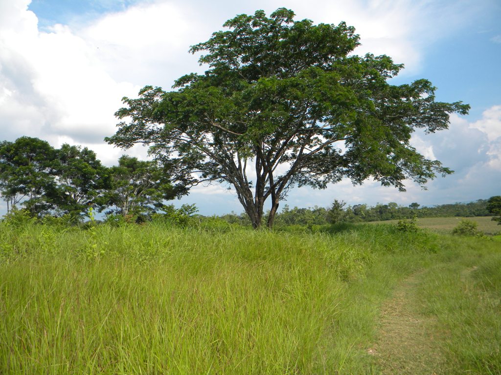 433 Acres of Pristine Farm Land in Cayo Buy Belize Real Estate