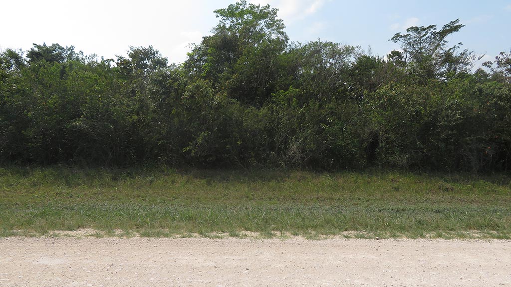 100 Acres farm Land in Valley of Peace Buy Belize Real Estate