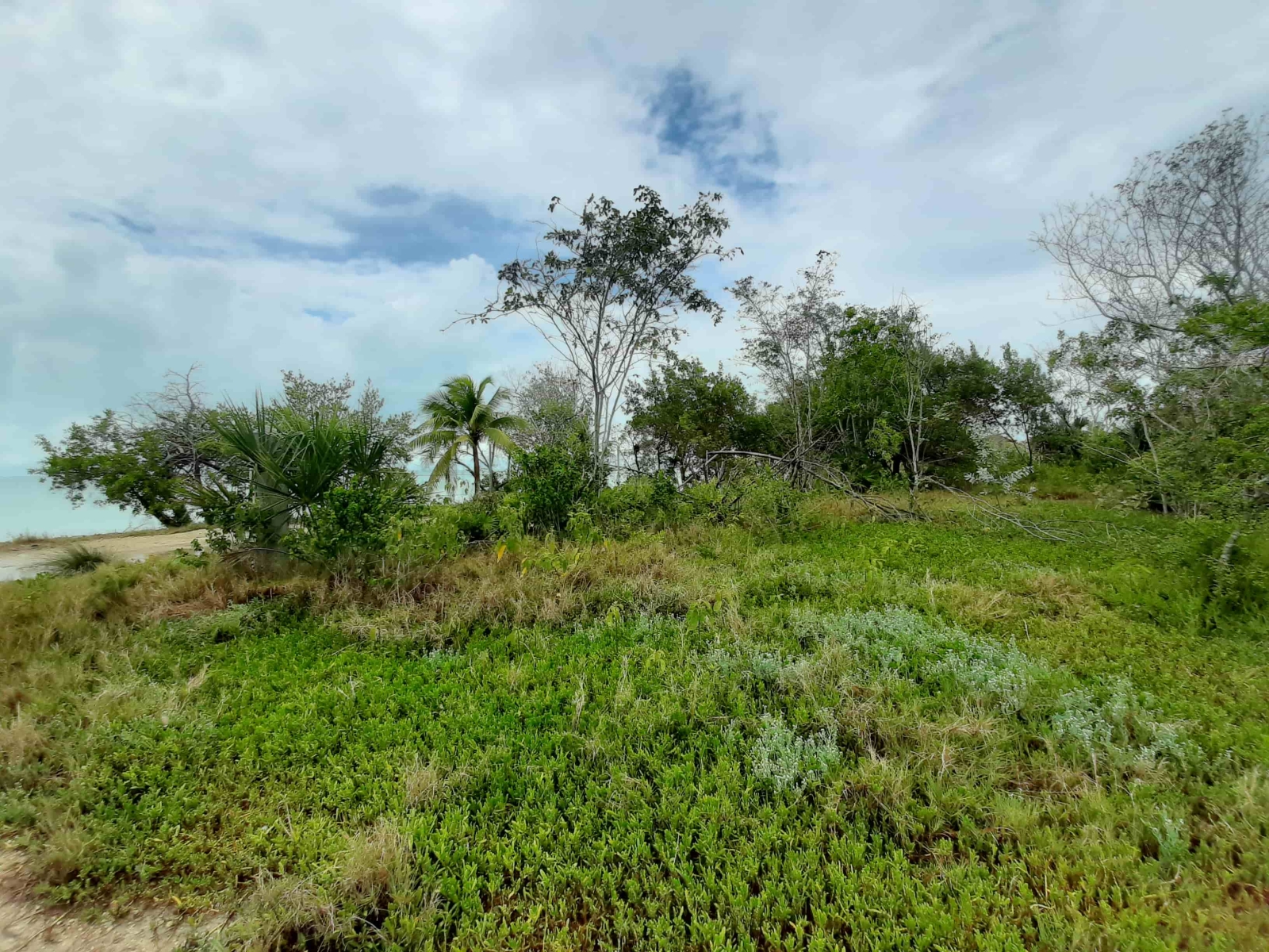 3 Prime Parcels of Land in Sarteneja