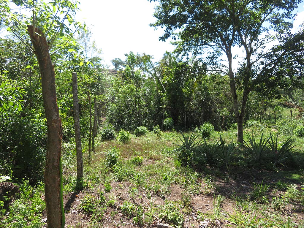 Large lot in West Belmopan