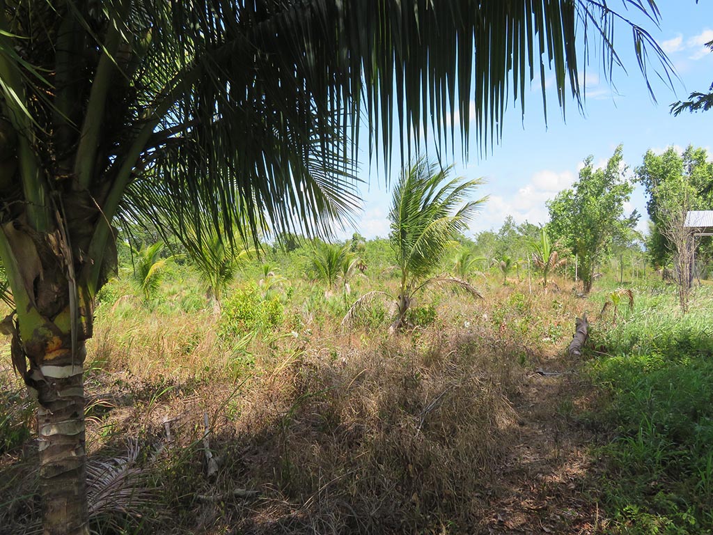 2 Acres Side by Side in Cotton Tree Village Buy Belize Real Estate