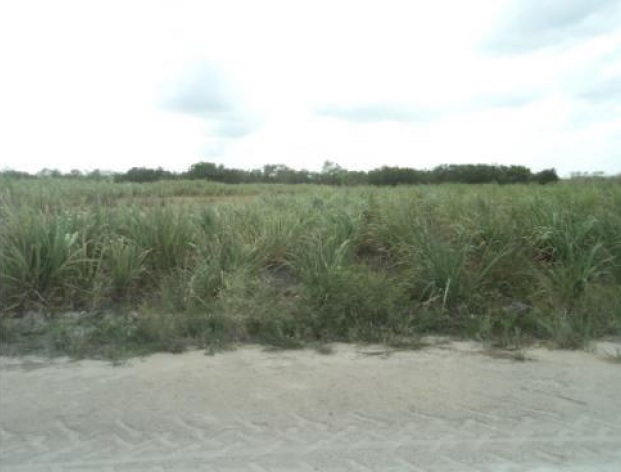 Vacant lot in Corozal District