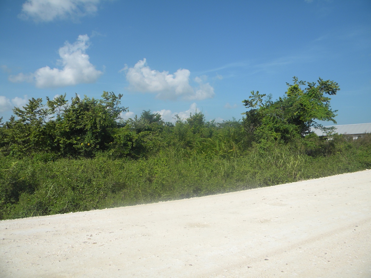 15.6 Acres for Sale in Cayo