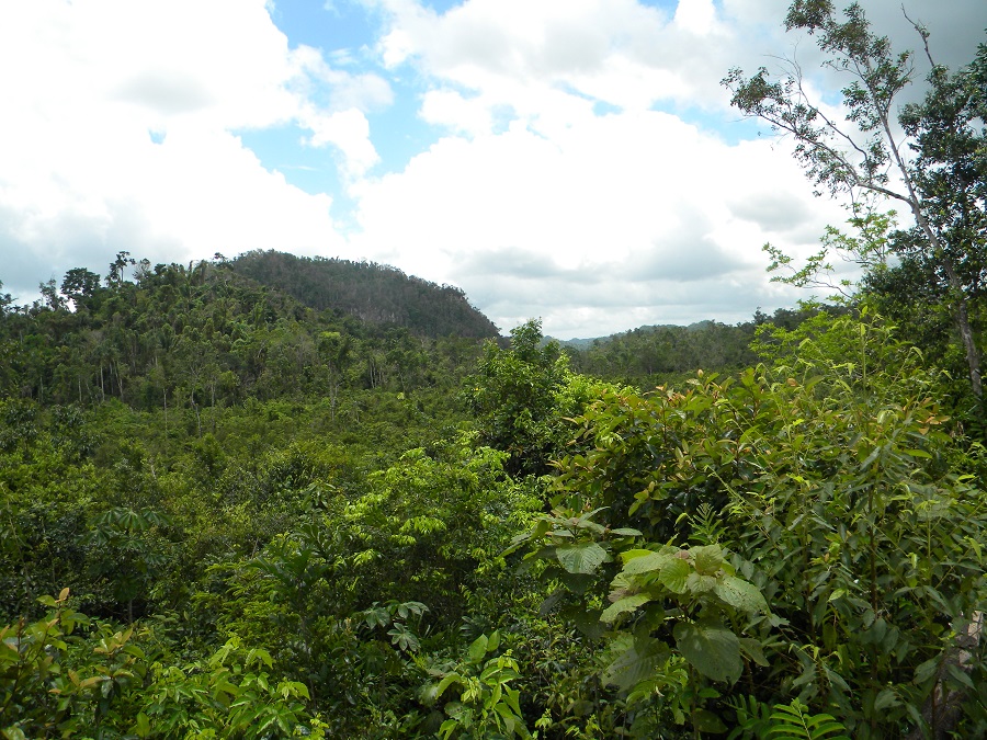 100 acres pristine jungle with wide creek