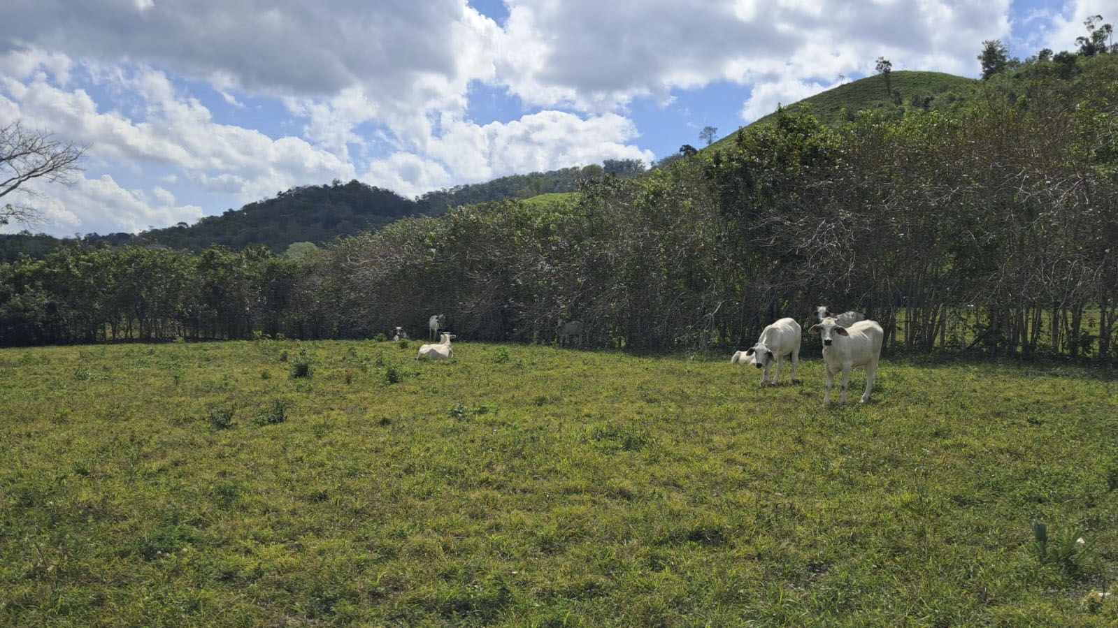 Exceptional 170 Acre Established Cattle Farm