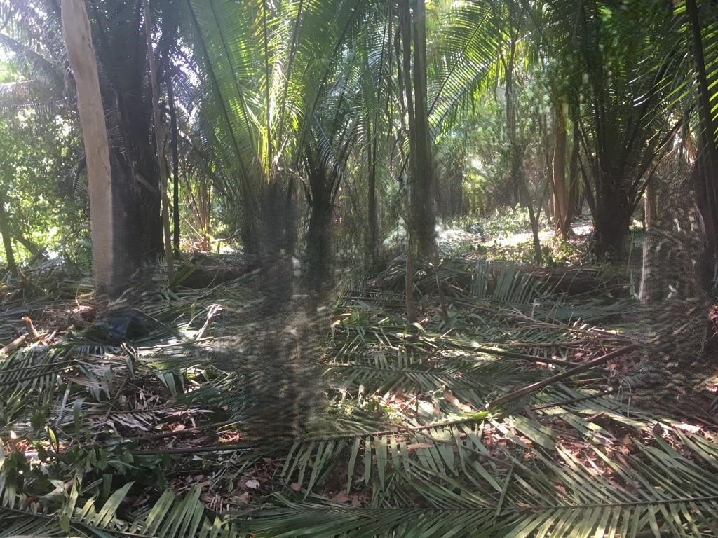 50 acres pristine jungle on Moho River Punta Gorda
