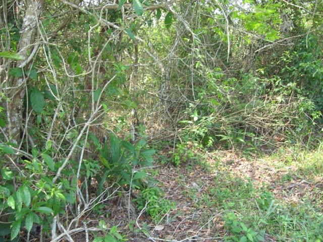 535 Acre in Cayo