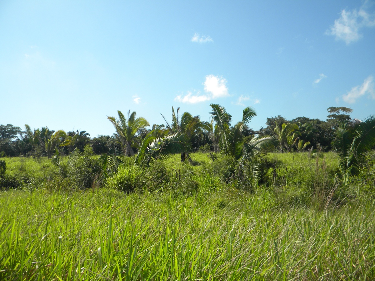 20 Acre Farm Land for Sale in Toledo Belize