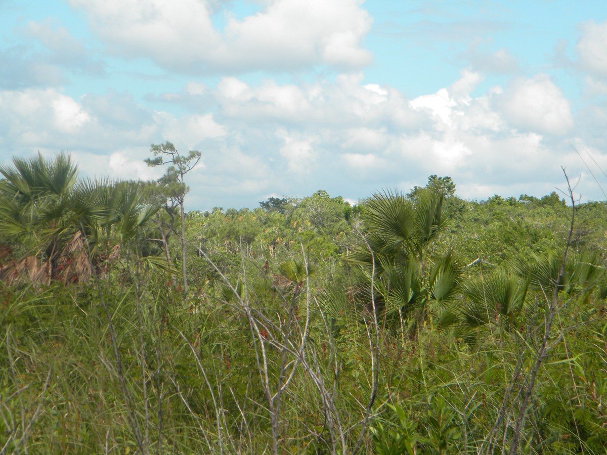 Property for sale in Crooked Tree