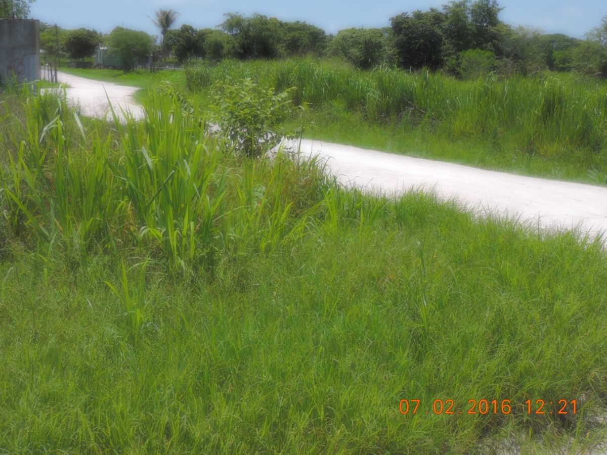 Cheap lots in Orange Walk Town