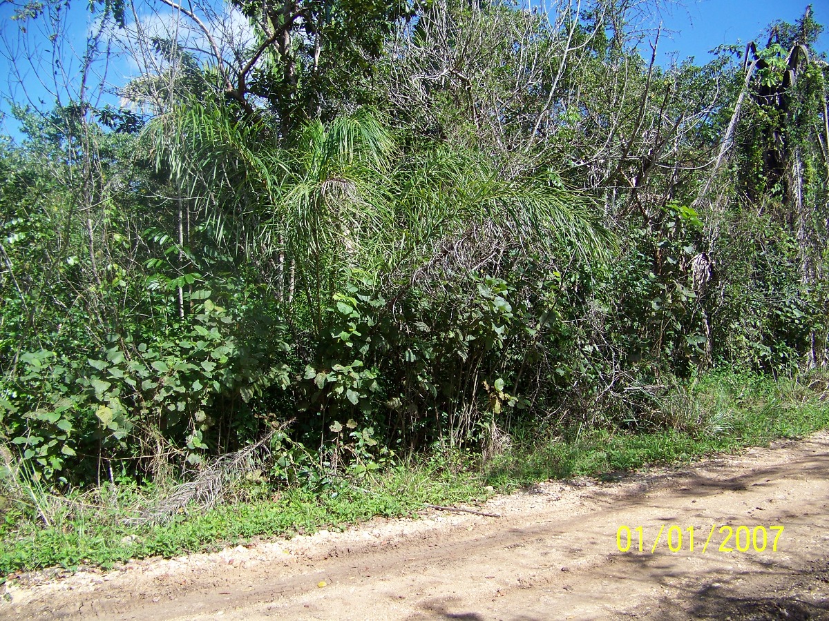 Small undeveloped Farm for sale in Belize